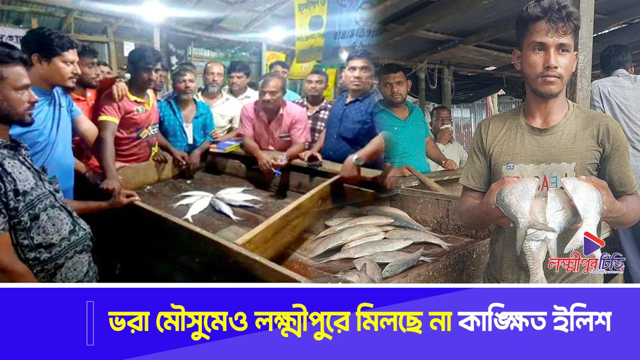 ভরা মৌসুমেও লক্ষ্মীপুরে মিলছে না কাঙ্ক্ষিত ইলিশ